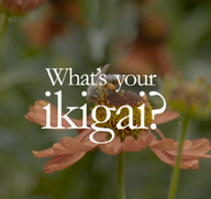 Breaking the trends: Ikigai