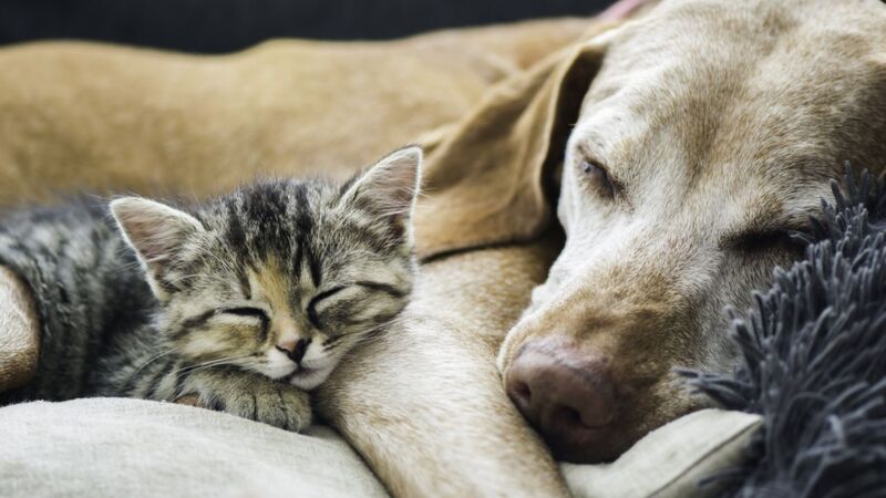 Welbeck joins forces with Battersea Dogs and Cats Home for pet quizzes