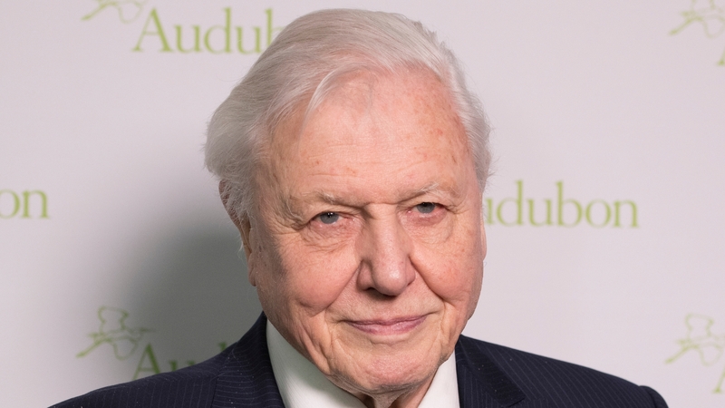 Rock the Boat snaps up 'inspiring' picture book of David Attenborough