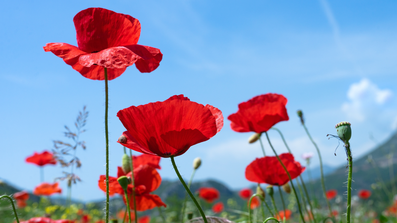 Scholastic UK partners with Royal British Legion on remembrance picture book
