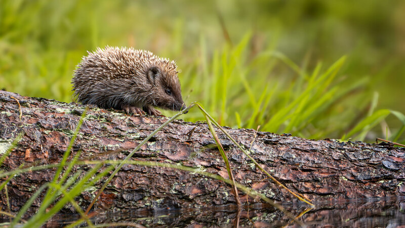 Books in the Media: a tale of a hedgehog and a biography of the Grimm brothers