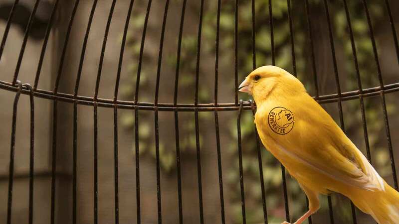 Can you hear the canary?