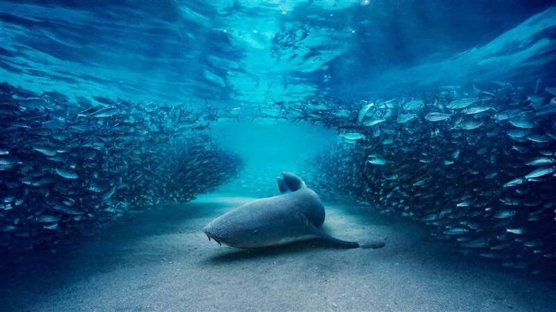 DK teams up with BBC on Blue Planet III tie-in